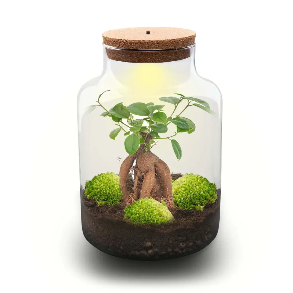 Urbanjungl Milky Bonsai terrarium met licht Ø 21 cm kit