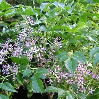 The Natural World Melia azedarach boom kuipplant