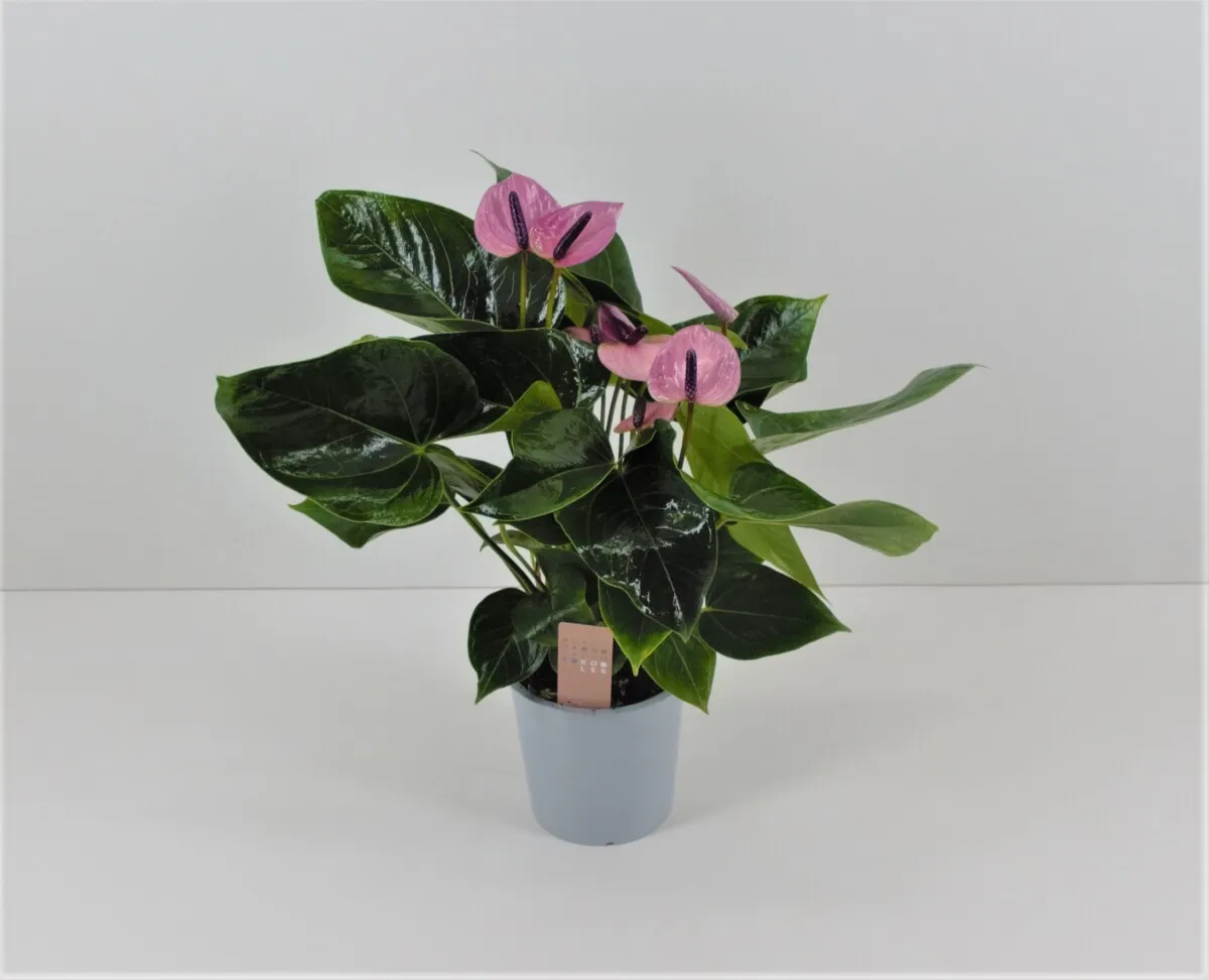 XL-Bloom XL.23 Sakura Lila stekje lila