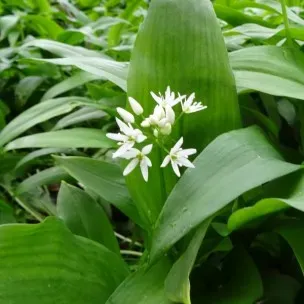 The Natural World Allium ursinum daslook P9 eetbaar