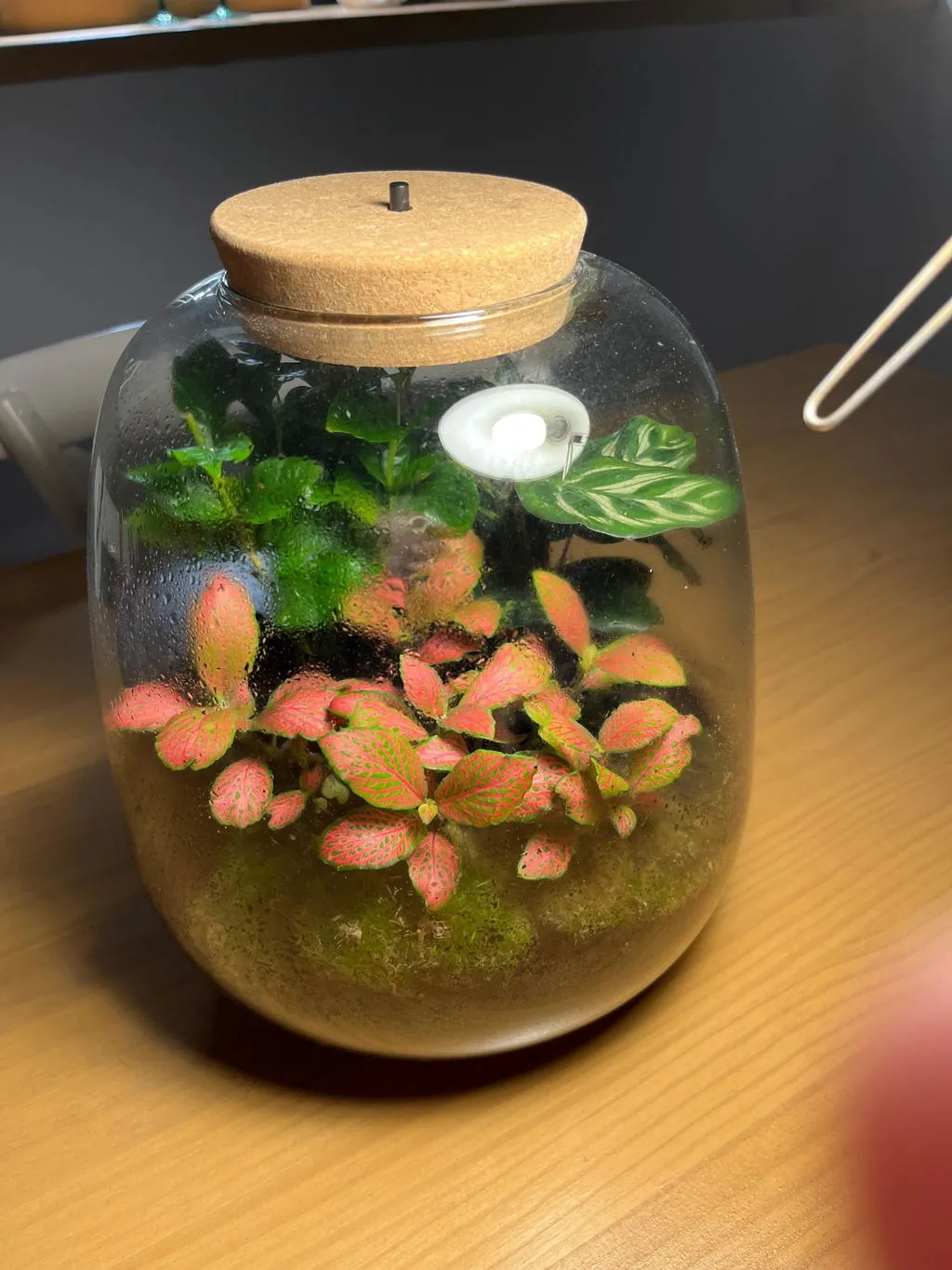 Urbanjungl Emma Terrarium met licht Ø23 cm hedera