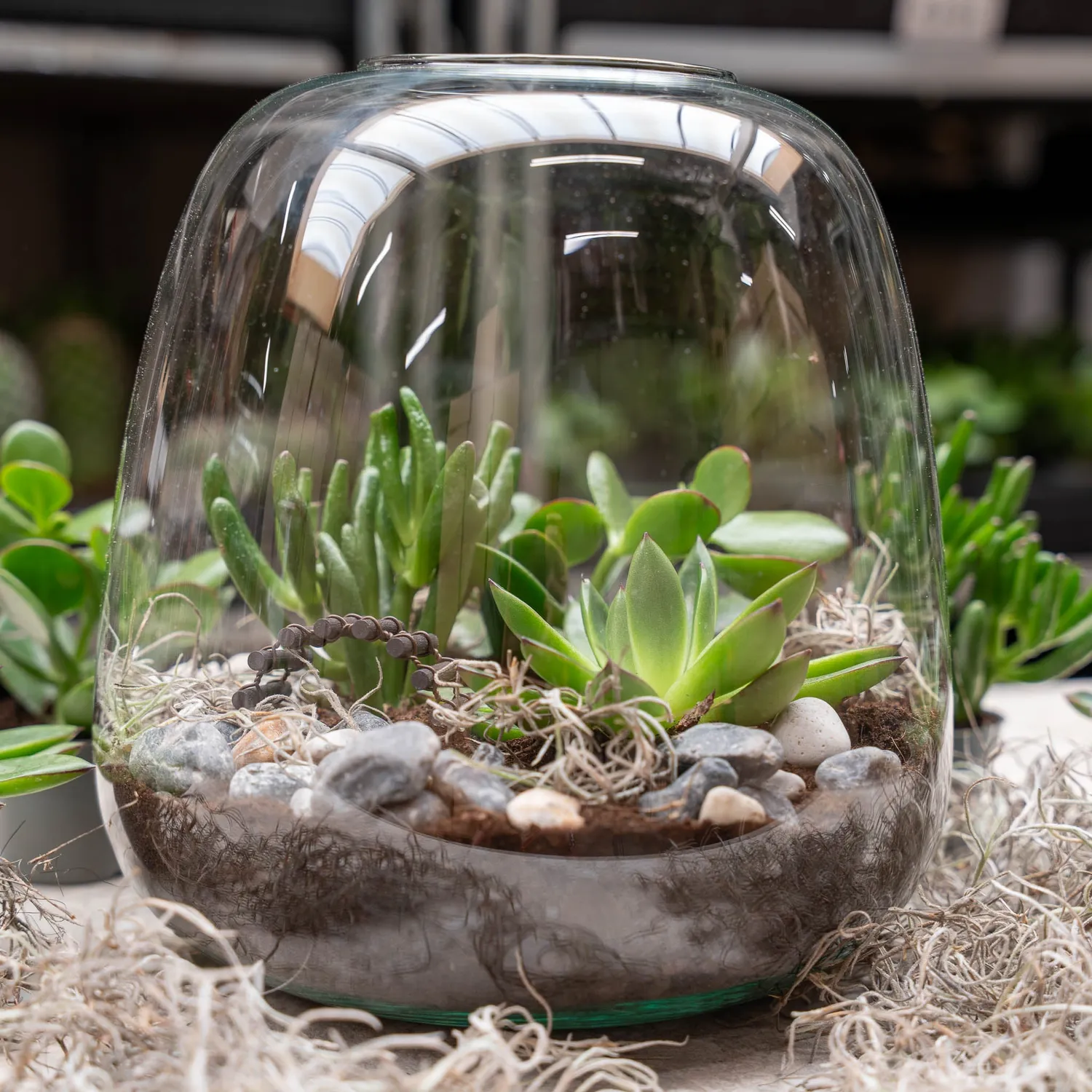 Emma Succulent open terrarium DIY kit Ø23 cm