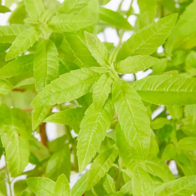 The Natural World Aloysia citriodora Golden Wind citroenverbena P9 thee
