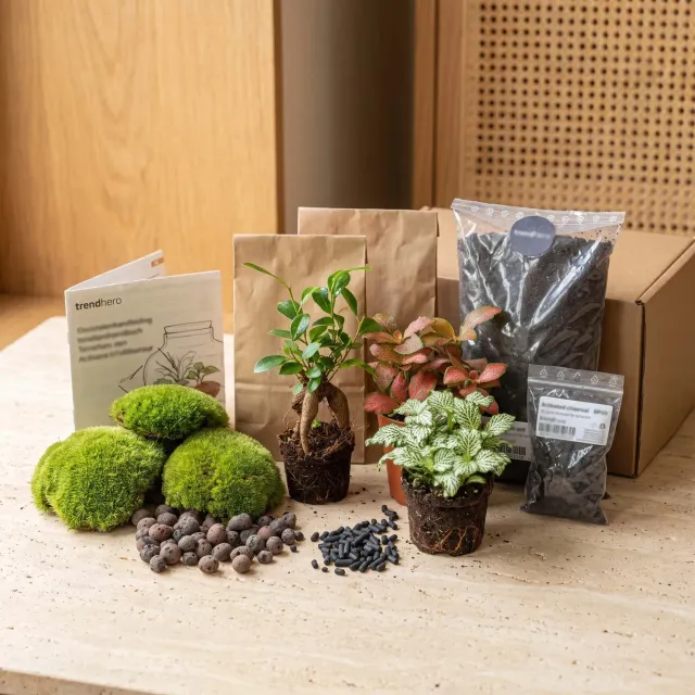 Urbanjungl Bonsai Ficus Ginseng Startpakket 3 planten L/XL