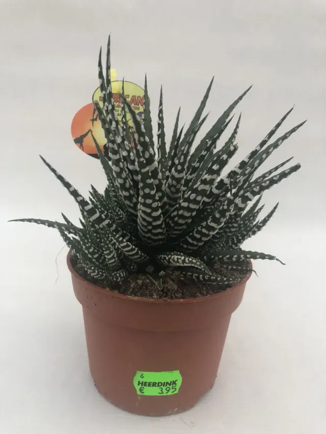 Tuincentrum Heerdink Haworthia fasciata Big Band vetplant 17cm