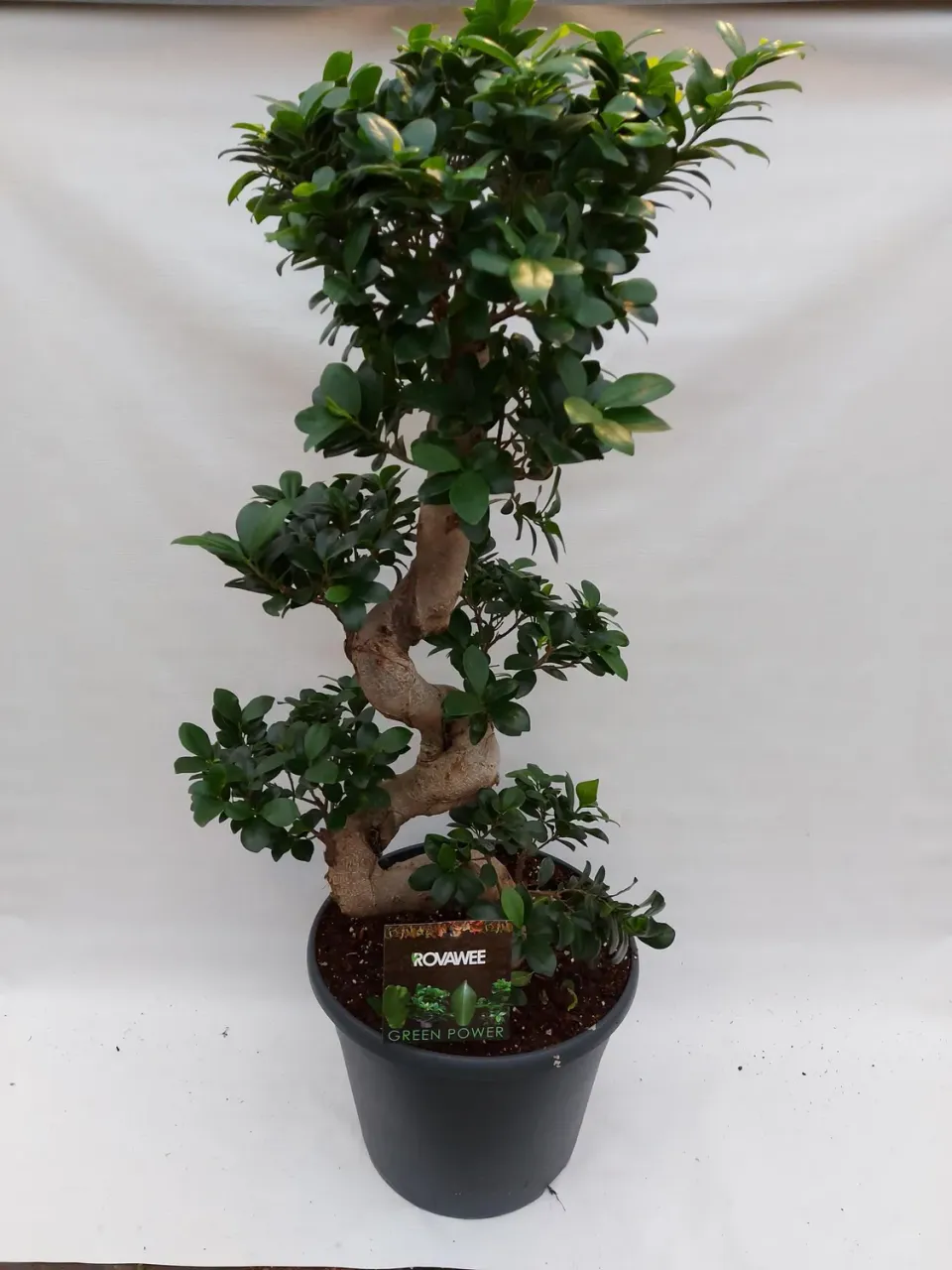 Ficus microcarpa Ginseng bonsai dikke wortelstam