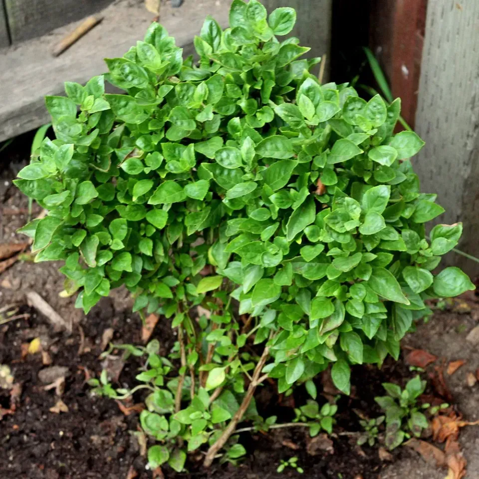 The Natural World Bascuro basilicum plant P9 eetbaar