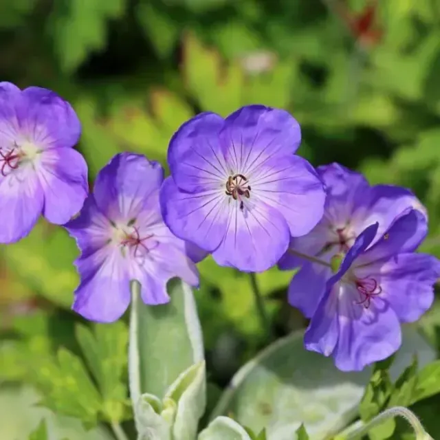 Tuincentrum Heerdink Geranium Bloom Me Away Balkonplant Zon