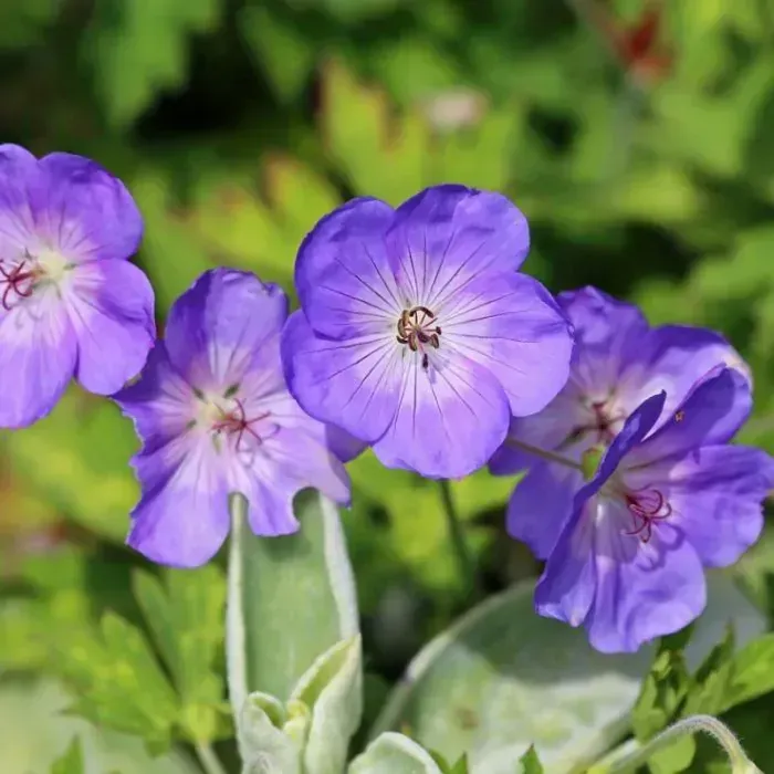 Tuincentrum Heerdink Geranium Bloom Me Away Balkonplant Zon