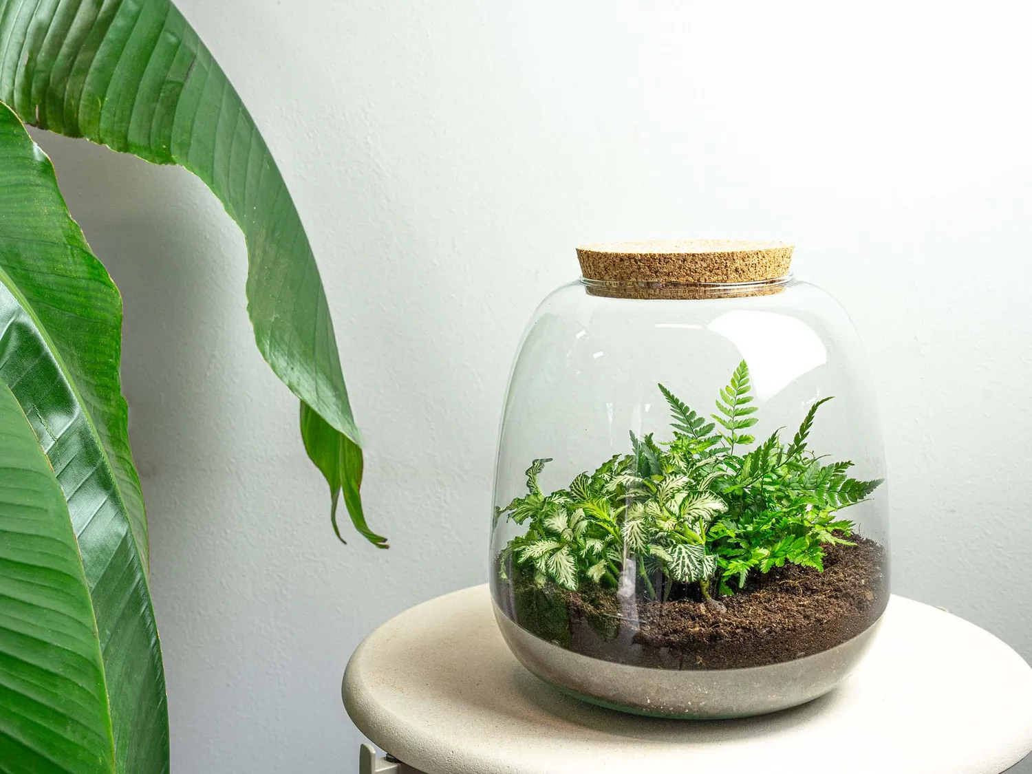 Urbanjungl Emma Mini terrarium DIY kit met kurk Ø19 cm