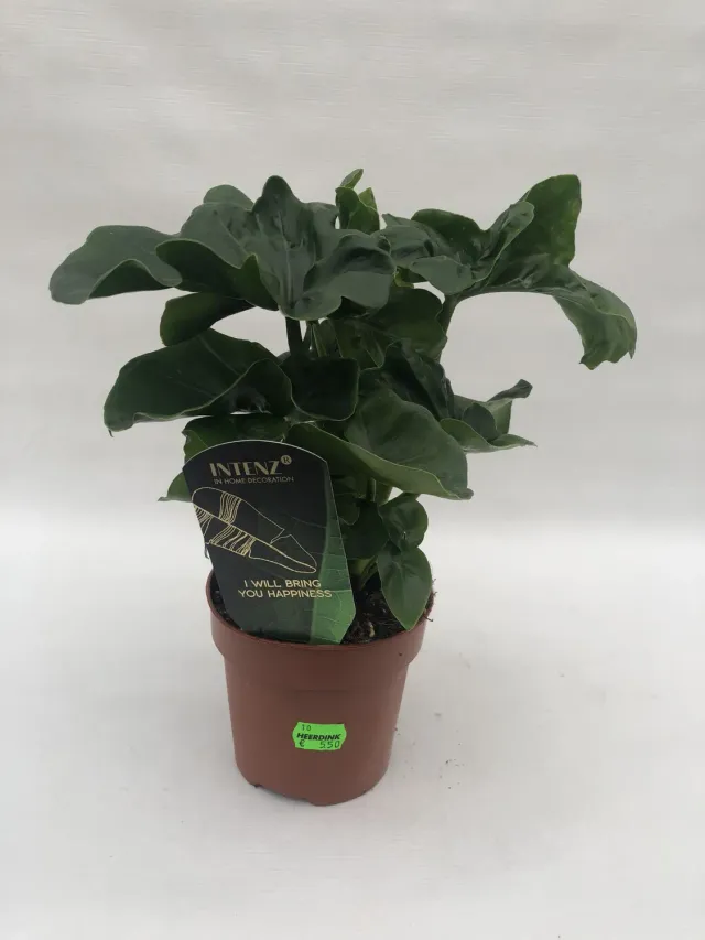 Philodendron Atom kamerplant compact groen