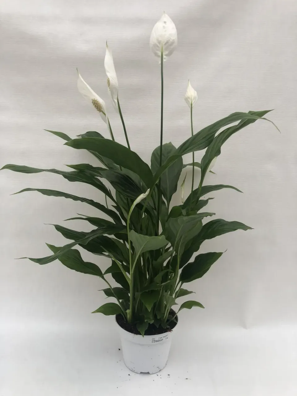 Tuincentrum Heerdink Spathiphyllum lepelplant 60 cm