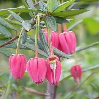 The Natural World Crinodendron hookerianum tuinplant wintergroen