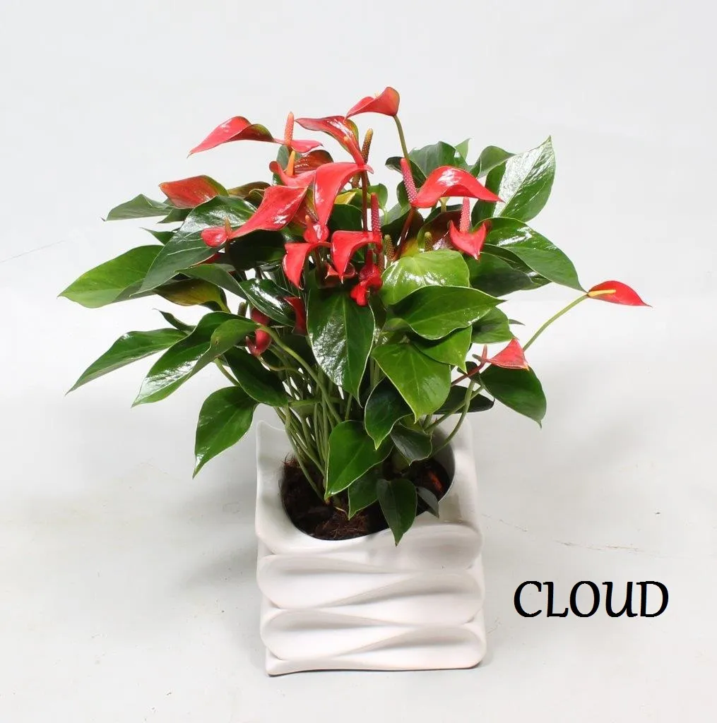 XL-Bloom YoungPlants XL.67 Trillions Red kamerplant jong rood