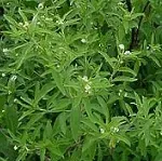 The Natural World Lippia Scaberrima kruidplant eetbaar