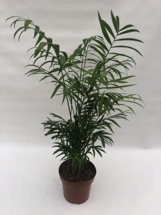 Tuincentrum Heerdink Chamaedorea bergpalm 40 cm