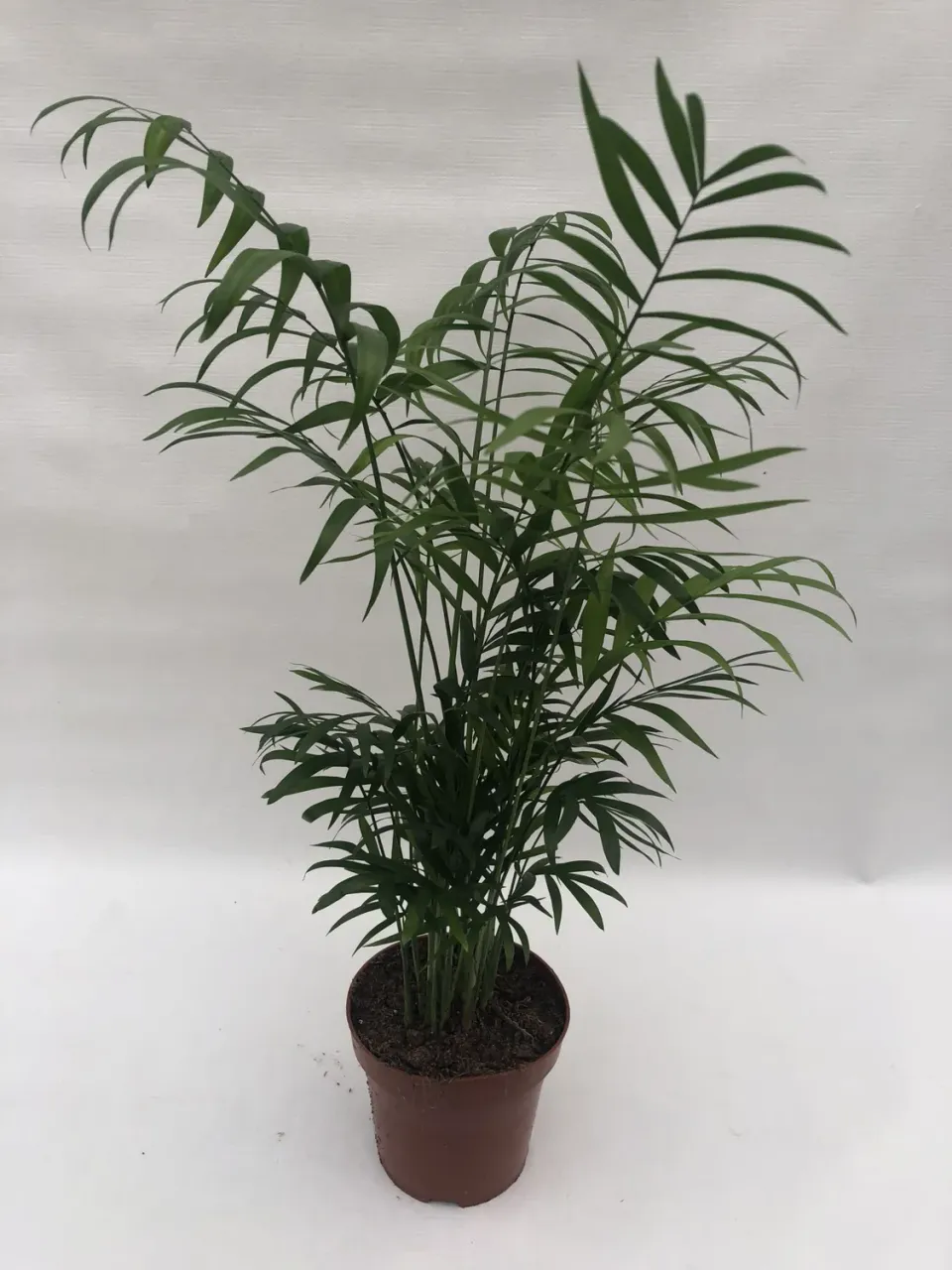 Tuincentrum Heerdink Chamaedorea bergpalm 40 cm