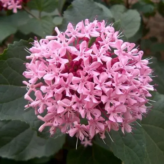 The Natural World Clerodendrum bungei struik roze bloei
