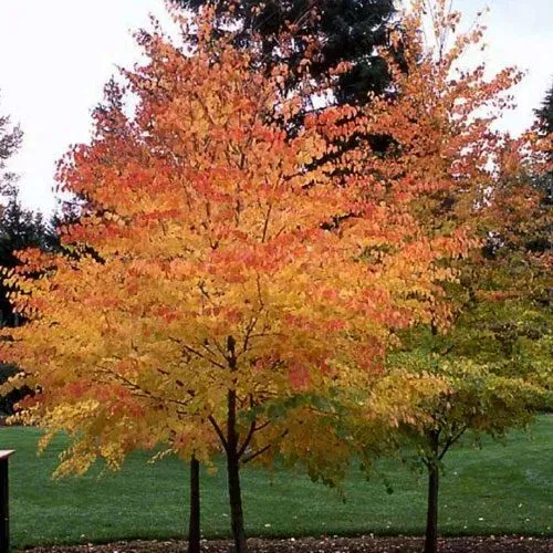 The Natural World Cercidiphyllum japonicum boom bladverliezend