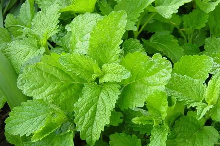 The Natural World Melissa Officinalis kruidenplant P9 citroen