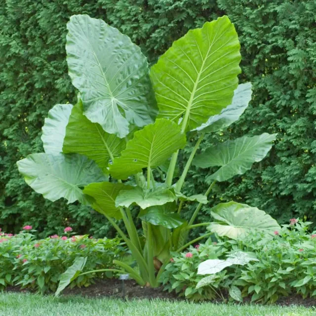 The Natural World Alocasia macrorrhizos kamerplant reuzenblad