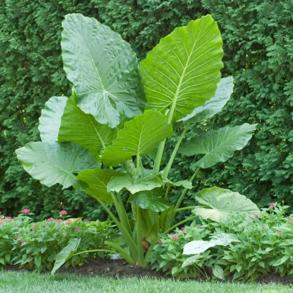 The Natural World Alocasia macrorrhizos kamerplant reuzenblad