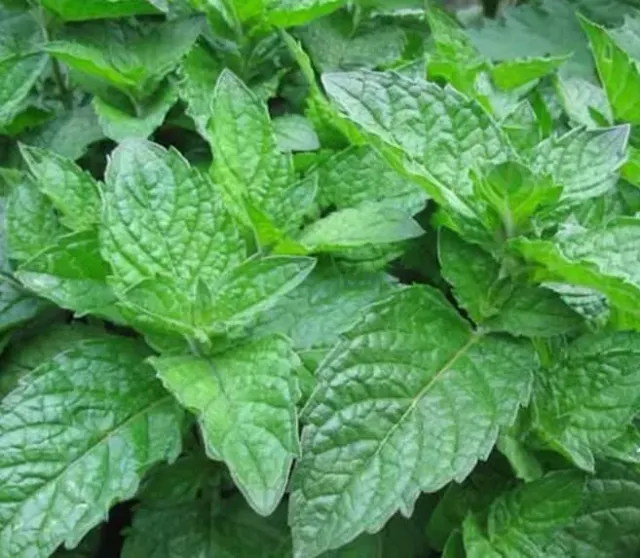 The Natural World Mentha x piperita grapefruit muntplant P9