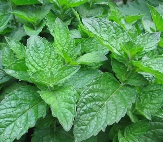 The Natural World Mentha x piperita grapefruit muntplant P9