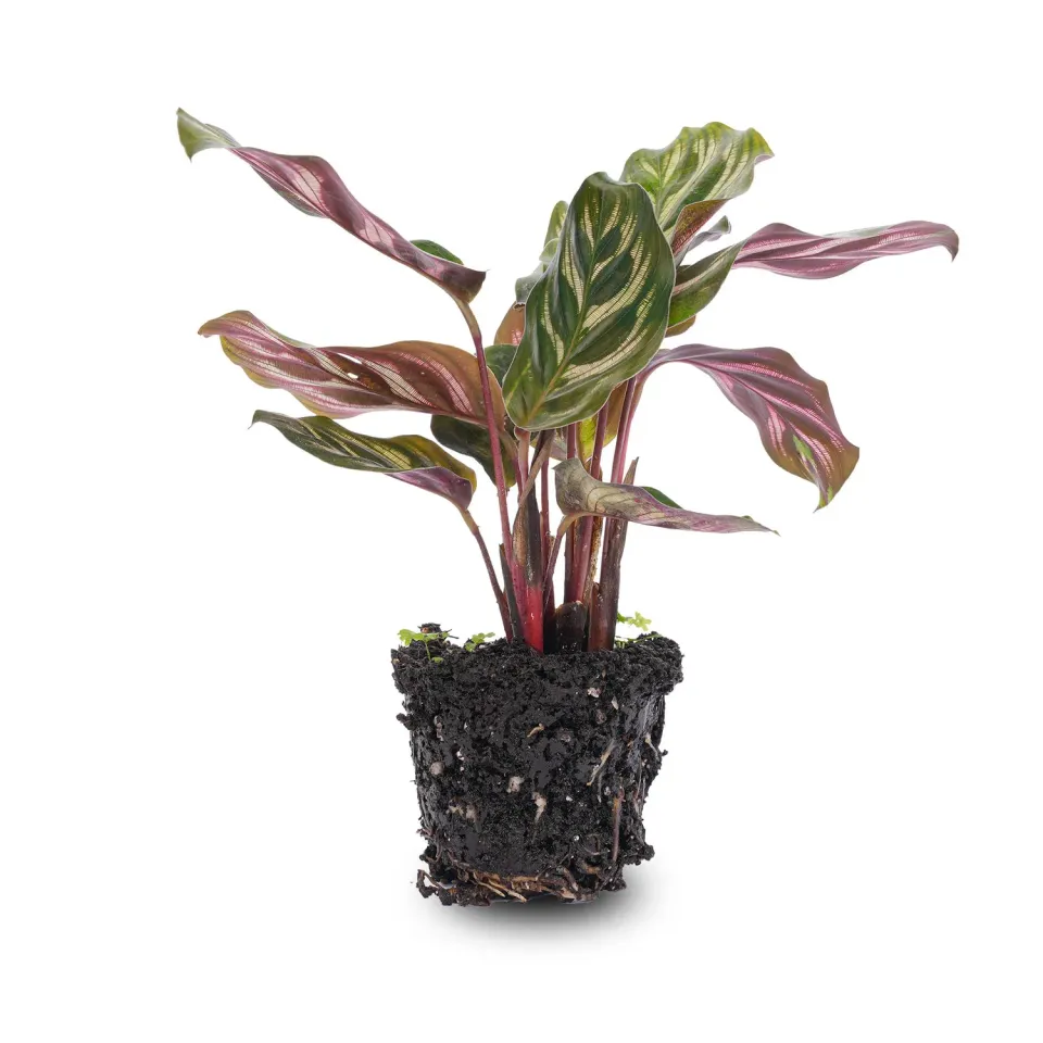 Urbanjungl Calathea Makoyana terrarium plant potmaat 6