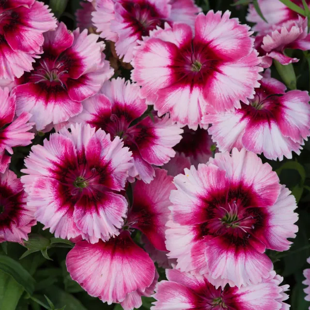The Natural World Dianthus Raspberry Parfait anjer eetbaar