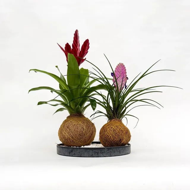 House of Koko Cadeaubon 10 euro digitaal groen cadeau