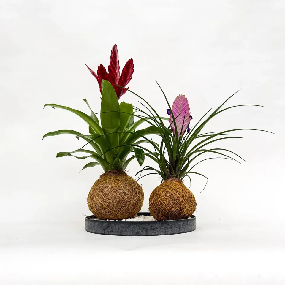 House of Koko Cadeaubon 10 euro digitaal groen cadeau