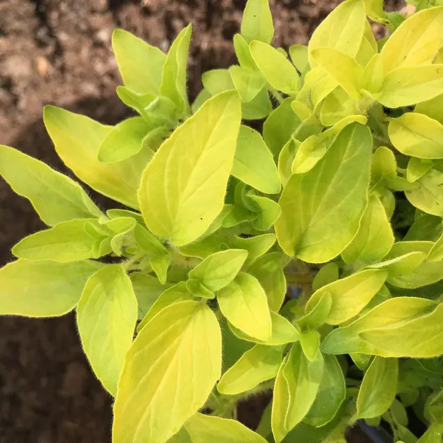 The Natural World Origanum Aureum P9 plant geelbladig