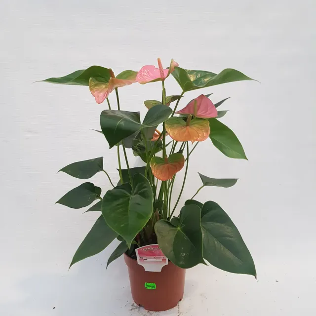 Tuincentrum Heerdink Anthurium Pandola flamingoplant rood