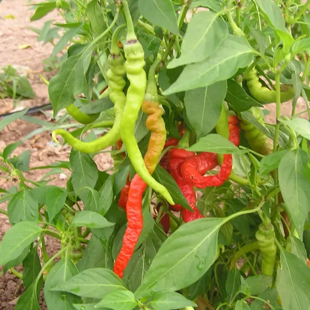 The Natural World Paprika Lombardo paprikaplant zoet