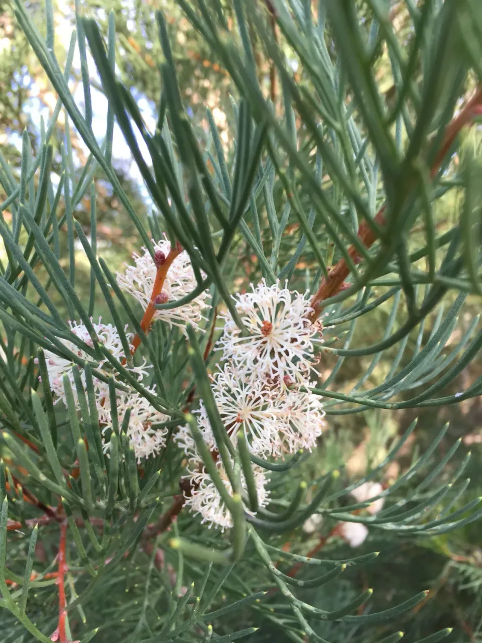 The Natural World Hakea drupacea struik groenblijvend