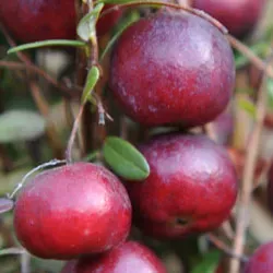The Natural World Early Black veenbes plant eetbaar
