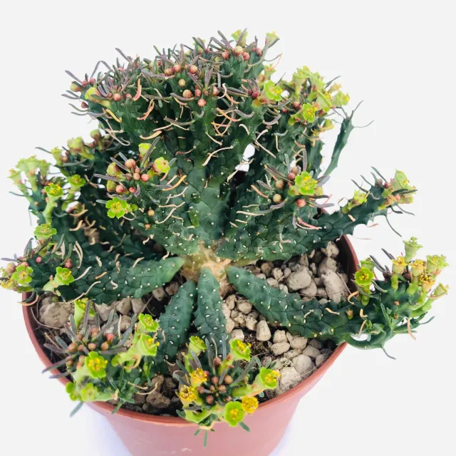 The Natural World Euphorbia decepta vetplant