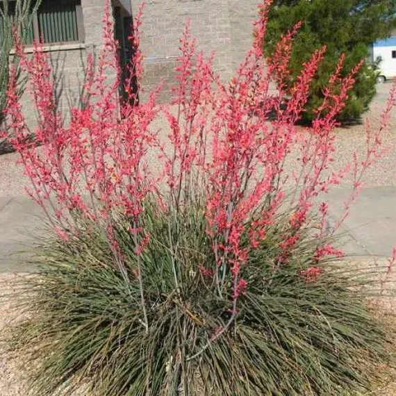 The Natural World Hesperaloe parviflora plant roodbloeiend