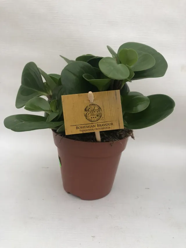 Tuincentrum Heerdink Peperomia obtusifolia kamerplant compact