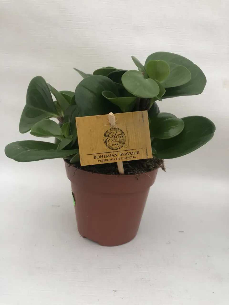 Tuincentrum Heerdink Peperomia obtusifolia kamerplant compact