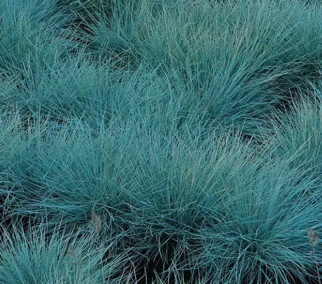 Festuca glauca Siergras blauw polvormend