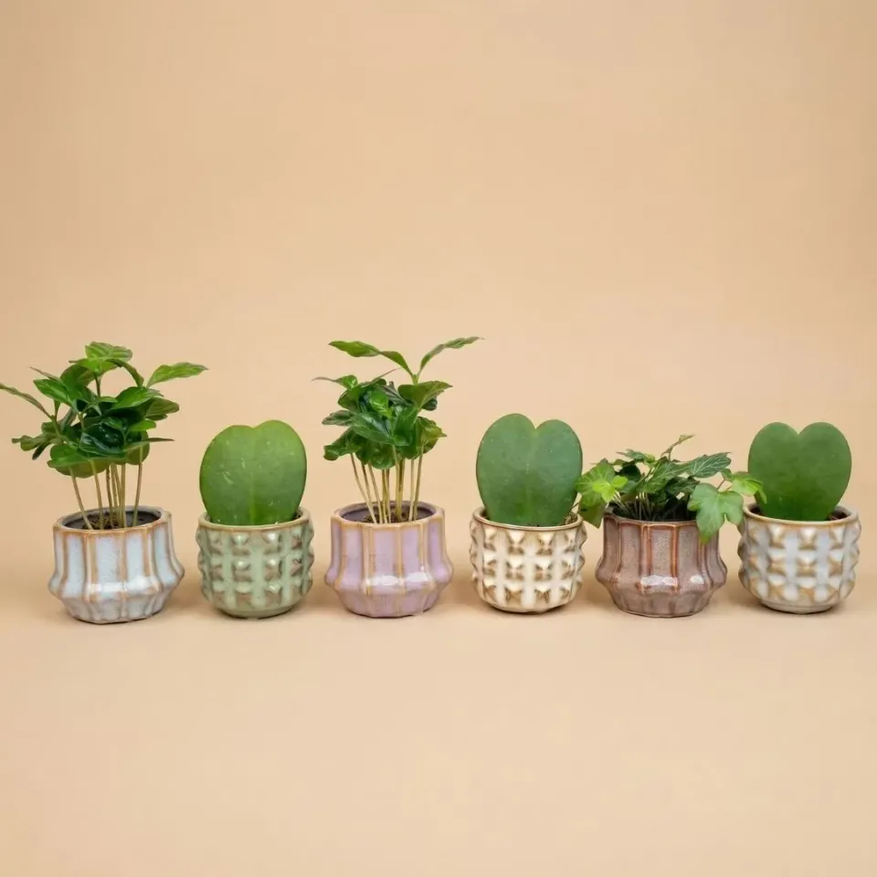Urbanjungl San Juan plantenset miniplanten plant mix 6 stuks Ø 6 cm