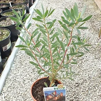 The Natural World Leucadendron Highlights struik rood