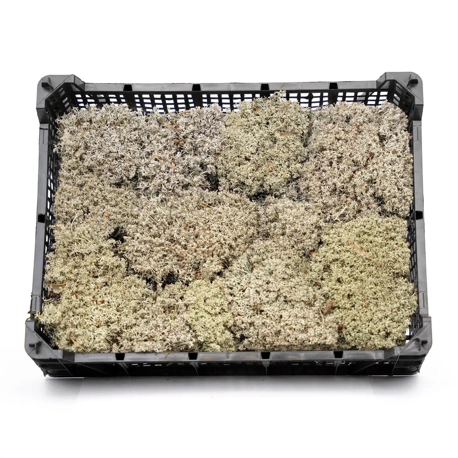 Urbanjungl Levend zilvermos tray 2x 20x30 cm