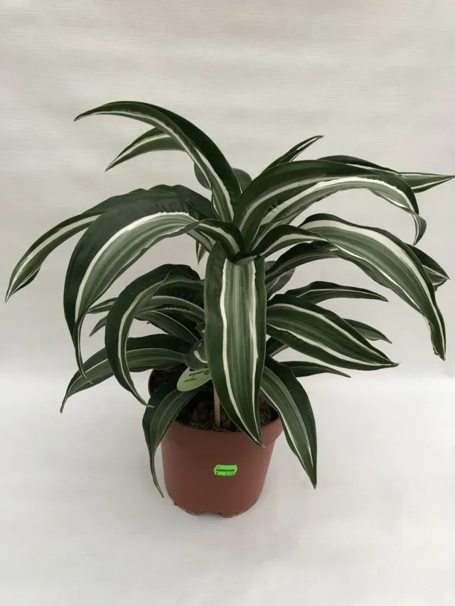Tuincentrum Heerdink Jade Jewel drakenbloedboom kamerplant