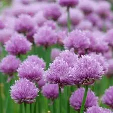 The Natural World Allium schoenoprasum bieslook P9 pot
