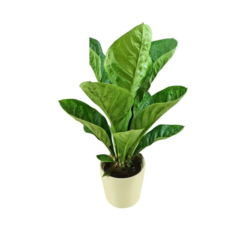 XL-Bloom YoungPlants XLB.06 Wave plant eetbaar