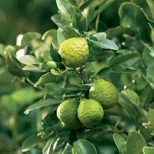 The Natural World Citrus amblycarpa citrusplant eetbaar