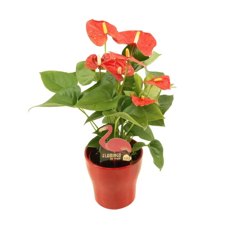 XL-Bloom YoungPlants XL.137 Jambo Red jonge plant rood